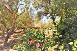 SA ROTA Finca en Bunyola 8 personas- Muy tranquilo - Bunyola - 3