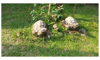 TAWAN RESORT - Chumphon - 2