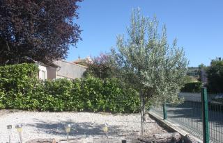 Maison-Limoux Chambre D'Hote Limoux 11300 - 7