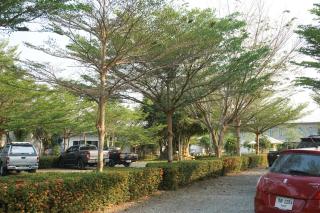 แกรนด์ ฟอเรสท์ Grand Forest - Chanthaburi - 5