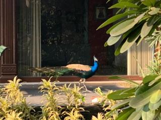 The Radha Ashok - Mathura - 2