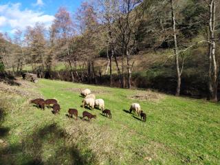Chambre Cévennes: Piscine, lamas, rivière - Cros - 1