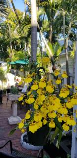 The Artist House - Key West - 1