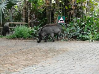 St. Lucia Wetlands Guest House - St Lucia - 1