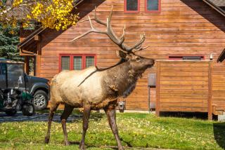 Rams Horn Village Resort - 5