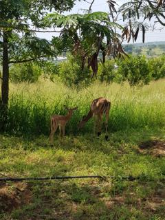 A Farm Stay - Casablanca's Private Cottage,no loadshedding! - 6