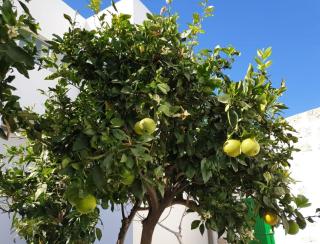 Apartament in arico - 6