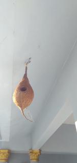 Darpana Homestay - Ponmudi - 8