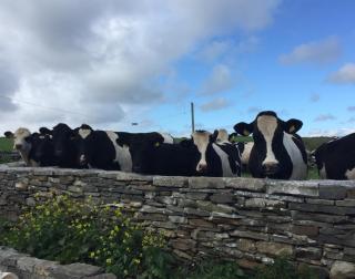 BallyV House: Private Double Room with en-suite bathroom, breakfast, near Cliffs of Moher - 3