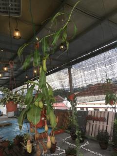 Anderson Hotel - Ipoh - 5