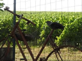 Au Coeur Des Vignes - Épernay - 0