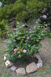 La casa di Tonina - Portoferraio - 7