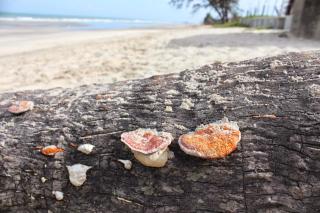 Pantai Regal Hotel - 7