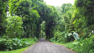 Hale O Nani Mala Pua home - Pahoa - 3