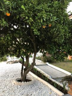 My house in Mira - Cantanhede Mira Beach Cantanhede - Senhora das Febres - 5