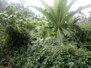 Ruboni Community Camp - Kasese - 8