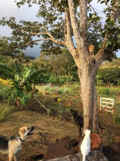 Finca Ometepe - Balgue - 4