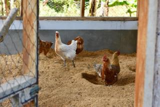 Finca Ometepe - Balgue - 3