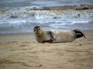 Modern Airy Chalets on popular California Sands Holiday Park - short walk to beach, Nr Norfolk Broads & Great Yarmouth - 5