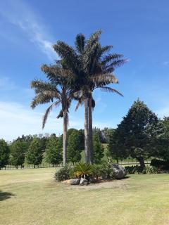 Rural Palms - Haruru - 5