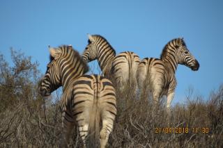 Melk Houte Bosch Guest Farm - Swellendam - 6