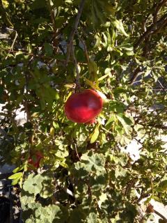 Family and friendly home. - 6