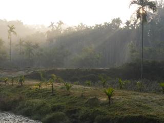 Estate Stay - Riverside Coffee - Siddapur - 7