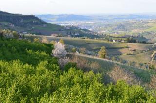 Agriturismo Cascina Rabalot - Diano dʼAlba - 4