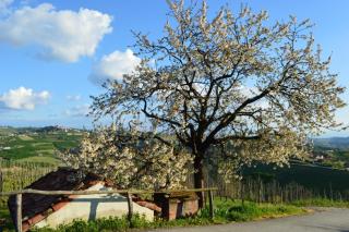Agriturismo Cascina Rabalot - Diano dʼAlba - 6