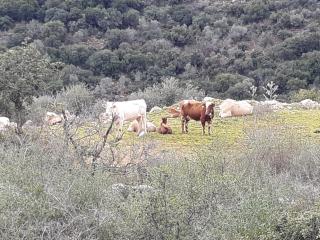 Country lodging in Manot - 0