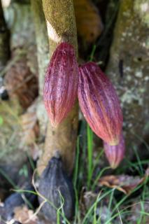 Gîtes de la coulisse - 7