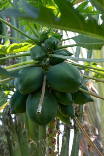 Gîtes de la coulisse - 6