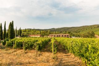 Agriturismo & Cantina Tenuta Casteani - Ribolla - 2