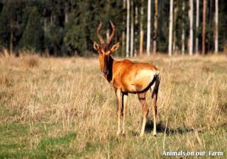 Ardmore Guest Farm - 2