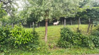 Barbara`s Village House - Ilirska Bistrica (Bisterza) - 5
