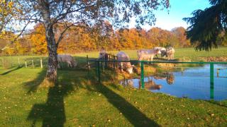 La mare aux grenouilles - Bruailles - 3