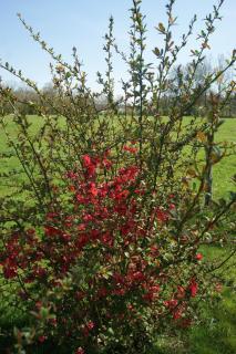 La mare aux grenouilles - Bruailles - 6