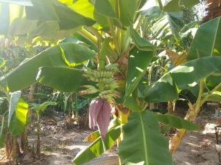 Meechok organic home - Strand Ao Nang - 7