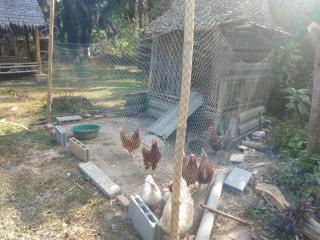 Meechok organic home - Strand Ao Nang - 8