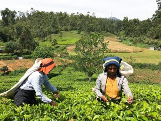 Stafford Bungalow - Exclusive Luxury Within A Private Tea Estate - 2