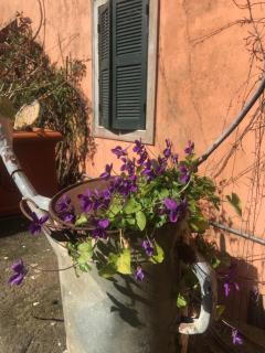 La Fontanella - Piccolo Appartamento nel Centro Storico di Nemi - Nemi - 3