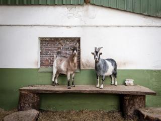 Gut Royum - Brodersby - 9