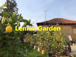 Lemon Garden - Escópia - 0