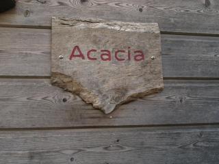 Acacia - 6