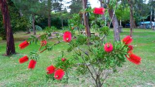 Camping Miami plage - Poggio-Mezzana - 8