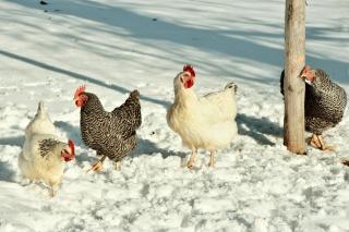 Apartment Wachinghof - 1