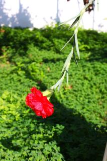 Camlikosk Apart Hotel - Bodrum - 9