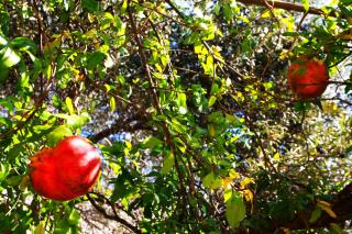 Camlikosk Apart Hotel - 7