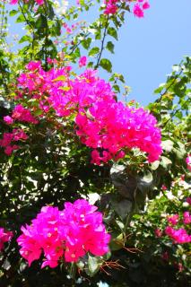 Camlikosk Apart Hotel - Bodrum - 4
