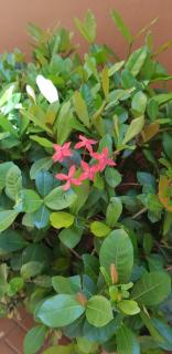 MH Boutique Hotel - San Pedro Sula - 8